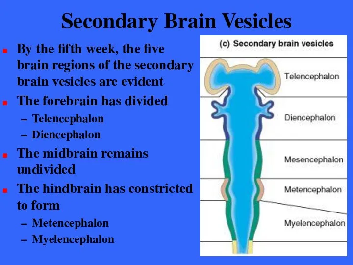 Secondary Brain Vesicles By the fifth week, the five brain regions