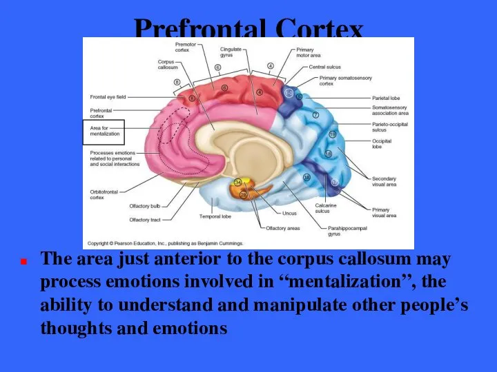 Prefrontal Cortex The area just anterior to the corpus callosum may