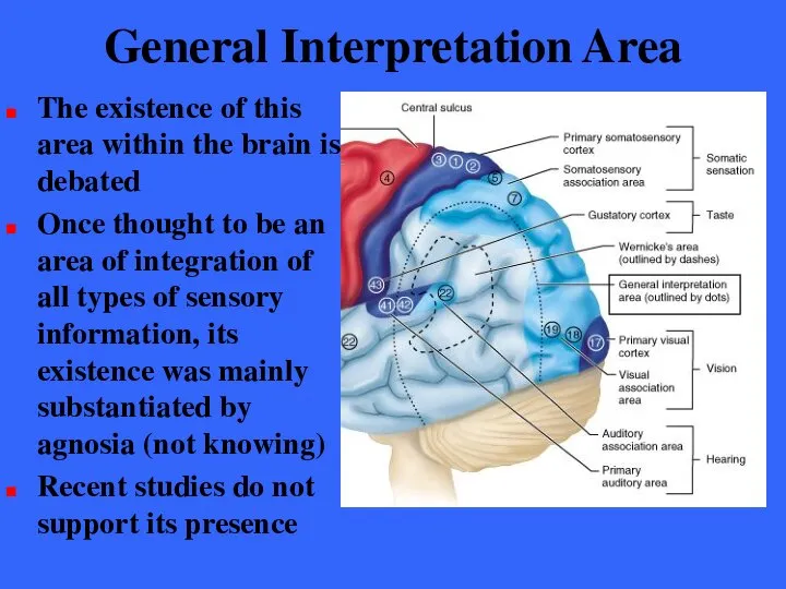 General Interpretation Area The existence of this area within the brain