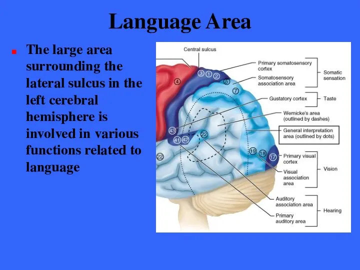 Language Area The large area surrounding the lateral sulcus in the