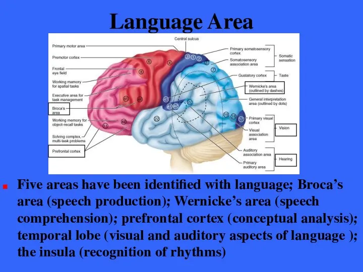 Language Area Five areas have been identified with language; Broca’s area