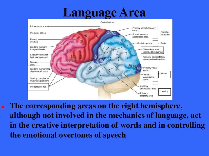 Language Area The corresponding areas on the right hemisphere, although not