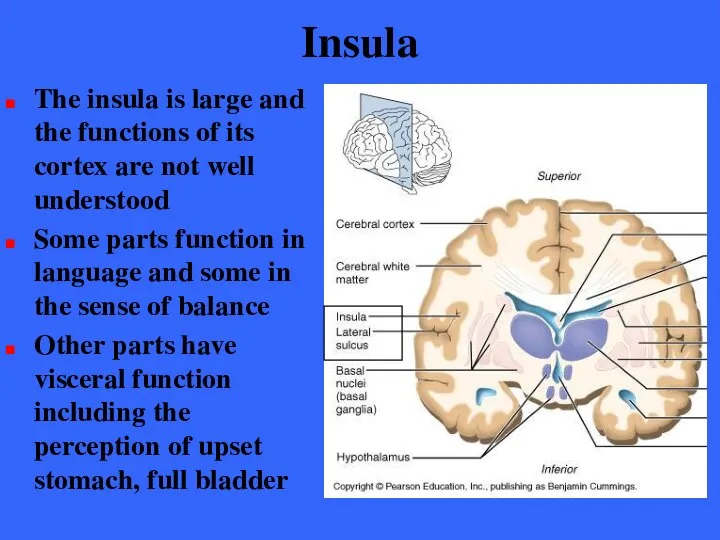 Insula The insula is large and the functions of its cortex