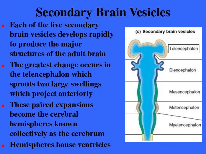 Secondary Brain Vesicles Each of the five secondary brain vesicles develops