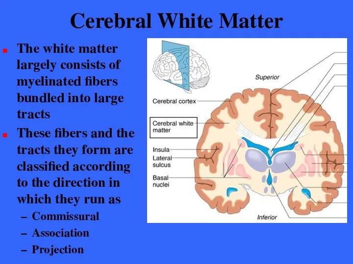 Cerebral White Matter The white matter largely consists of myelinated fibers