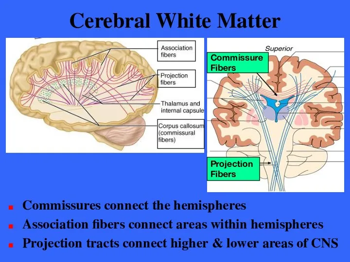 Cerebral White Matter Commissures connect the hemispheres Association fibers connect areas