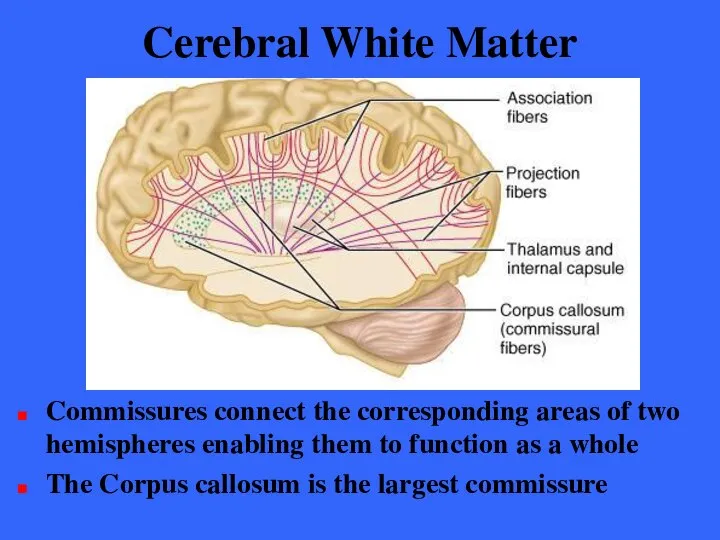 Cerebral White Matter Commissures connect the corresponding areas of two hemispheres