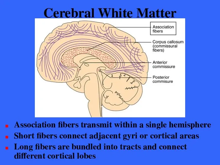 Cerebral White Matter Association fibers transmit within a single hemisphere Short