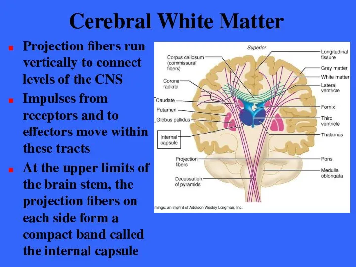 Cerebral White Matter Projection fibers run vertically to connect levels of