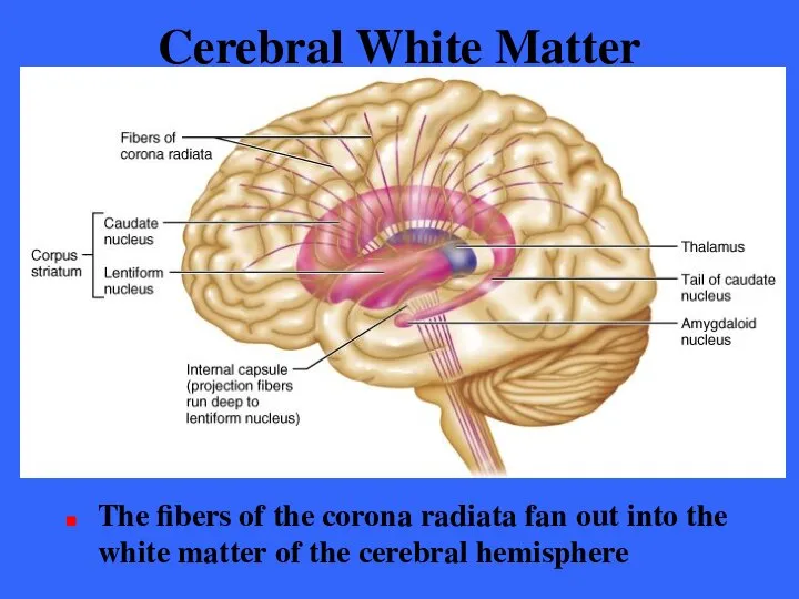 Cerebral White Matter The fibers of the corona radiata fan out