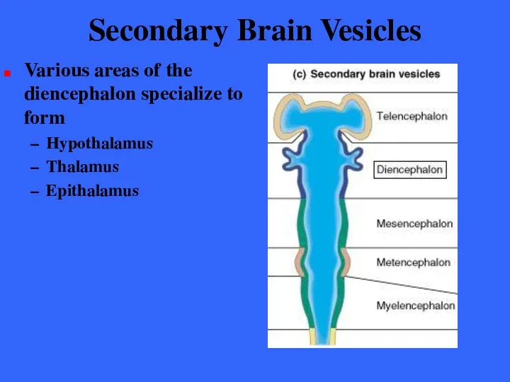 Secondary Brain Vesicles Various areas of the diencephalon specialize to form Hypothalamus Thalamus Epithalamus