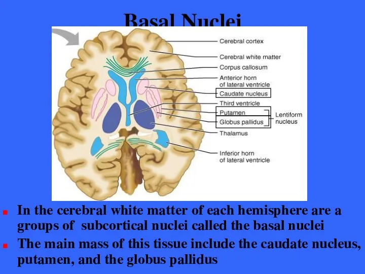 Basal Nuclei In the cerebral white matter of each hemisphere are