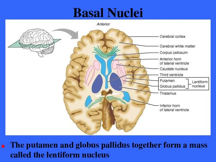 Basal Nuclei The putamen and globus pallidus together form a mass called the lentiform nucleus