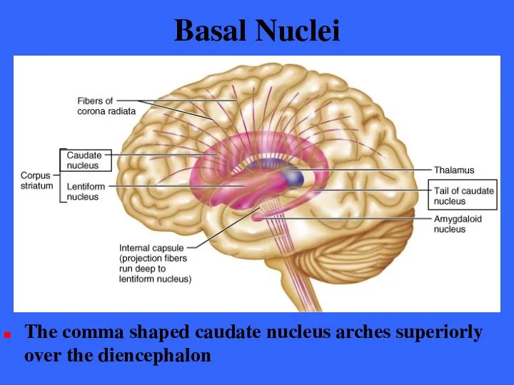 Basal Nuclei The comma shaped caudate nucleus arches superiorly over the diencephalon