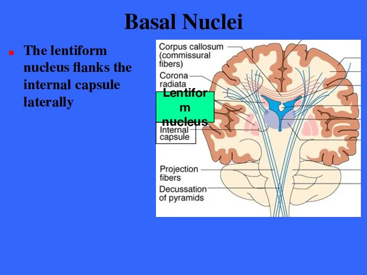 Basal Nuclei The lentiform nucleus flanks the internal capsule laterally Lentiform nucleus