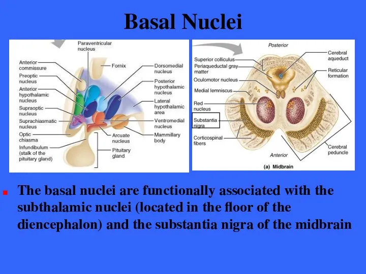 Basal Nuclei The basal nuclei are functionally associated with the subthalamic