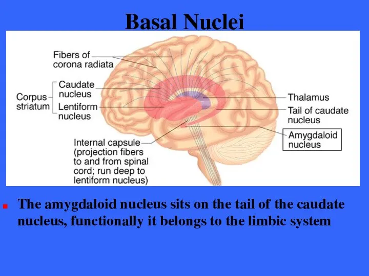 Basal Nuclei The amygdaloid nucleus sits on the tail of the