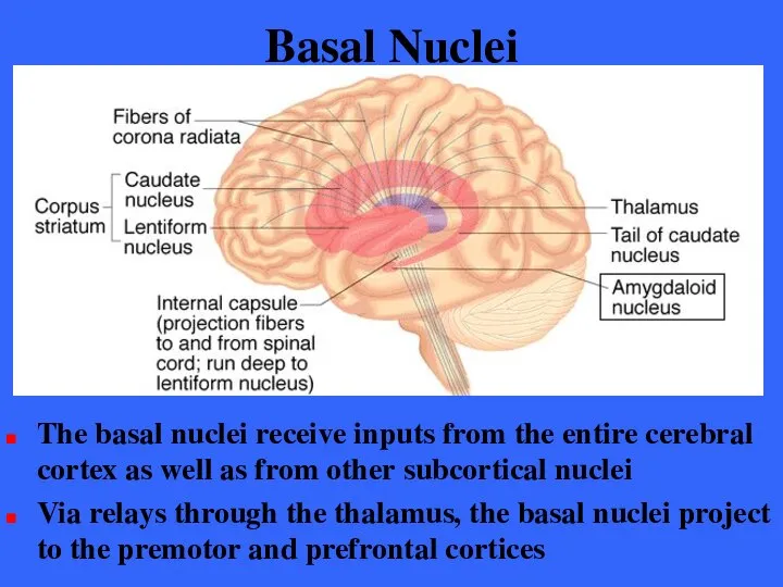 Basal Nuclei The basal nuclei receive inputs from the entire cerebral