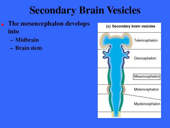 Secondary Brain Vesicles The mesencephalon develops into Midbrain Brain stem