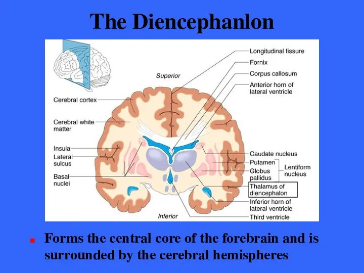 The Diencephanlon Forms the central core of the forebrain and is surrounded by the cerebral hemispheres