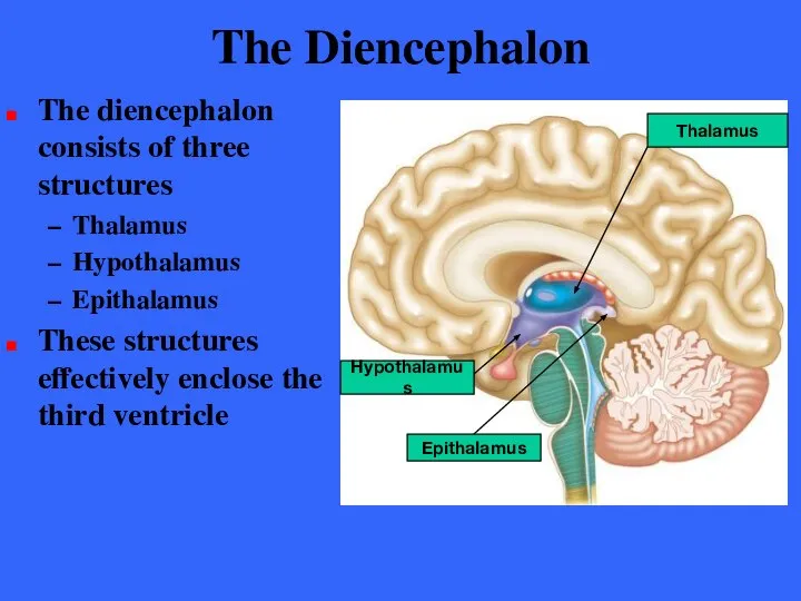 The Diencephalon The diencephalon consists of three structures Thalamus Hypothalamus Epithalamus