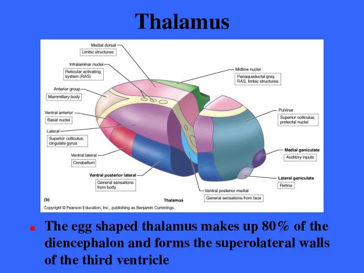 Thalamus The egg shaped thalamus makes up 80% of the diencephalon