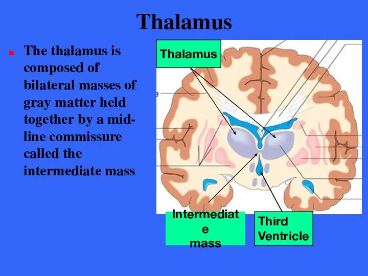 Thalamus The thalamus is composed of bilateral masses of gray matter