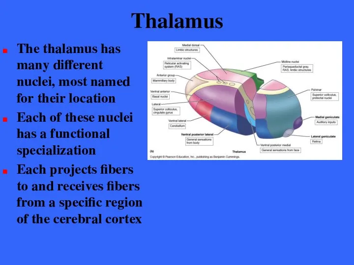 Thalamus The thalamus has many different nuclei, most named for their