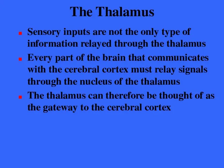 The Thalamus Sensory inputs are not the only type of information