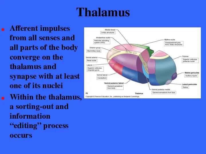 Thalamus Afferent impulses from all senses and all parts of the