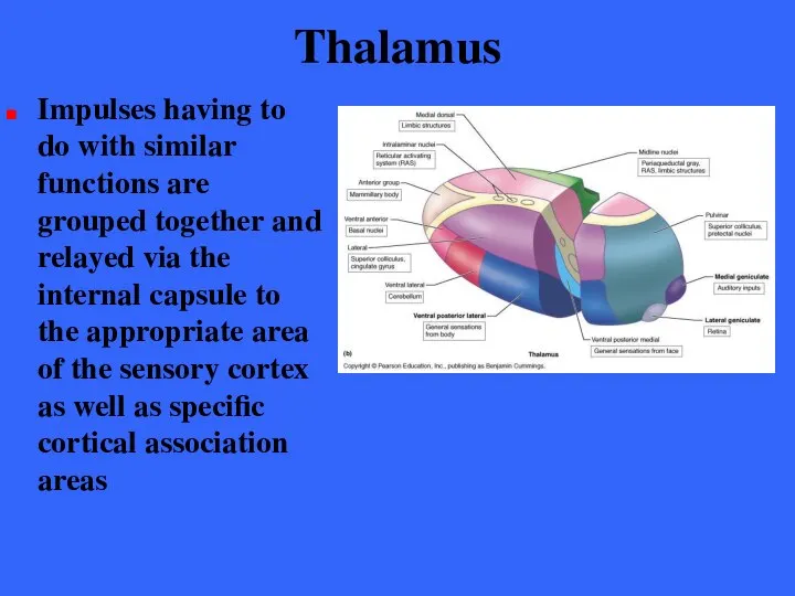 Thalamus Impulses having to do with similar functions are grouped together