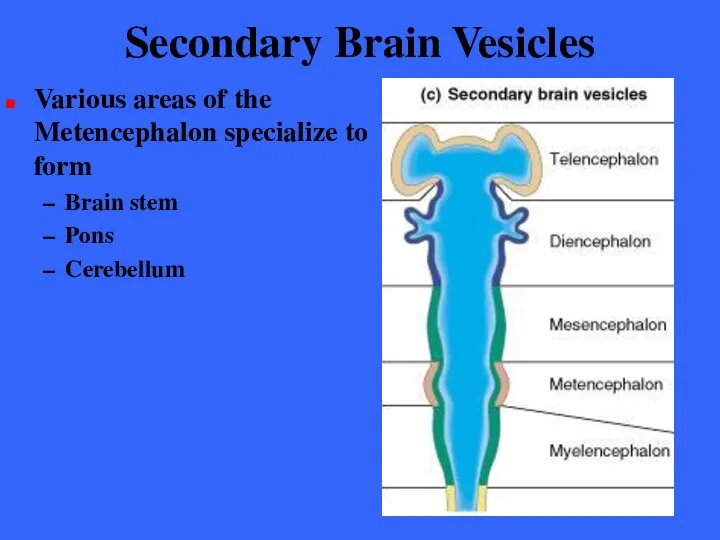 Secondary Brain Vesicles Various areas of the Metencephalon specialize to form Brain stem Pons Cerebellum