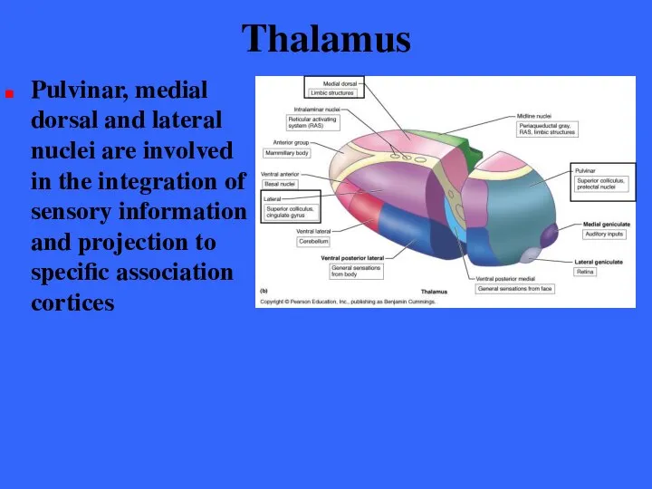 Thalamus Pulvinar, medial dorsal and lateral nuclei are involved in the