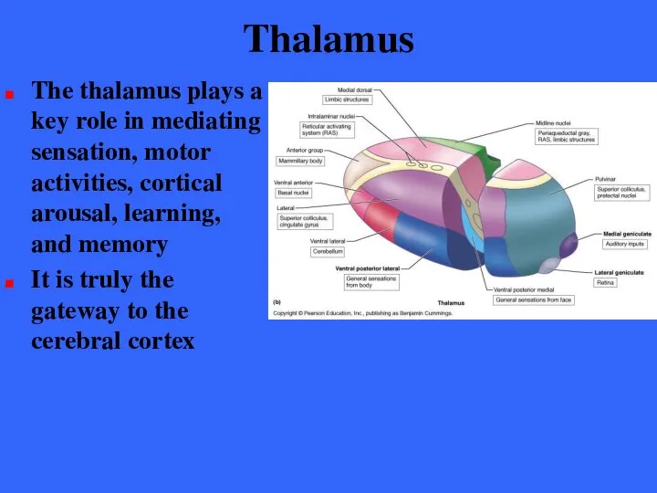 Thalamus The thalamus plays a key role in mediating sensation, motor