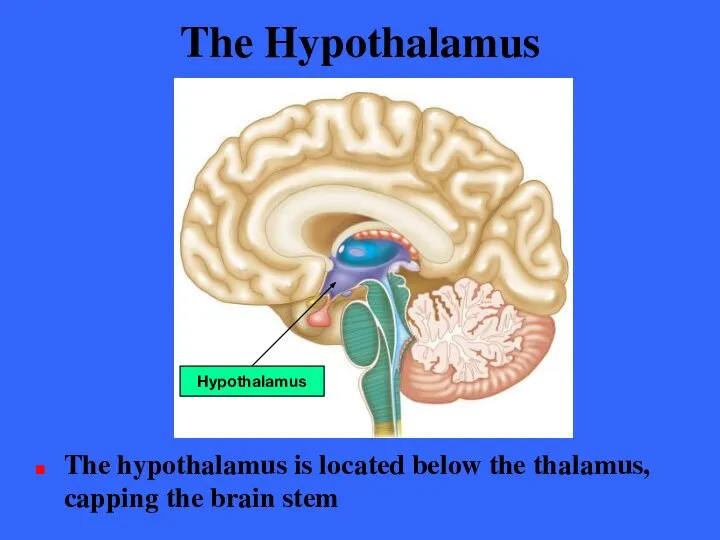 The Hypothalamus The hypothalamus is located below the thalamus, capping the brain stem Hypothalamus