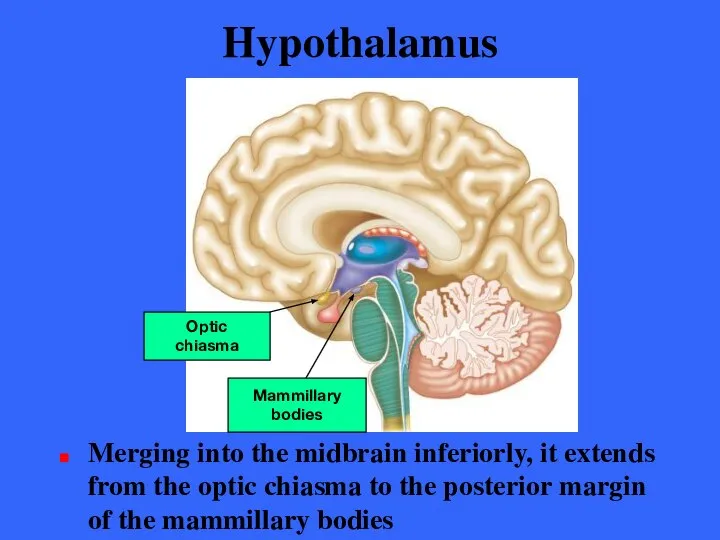 Hypothalamus Merging into the midbrain inferiorly, it extends from the optic