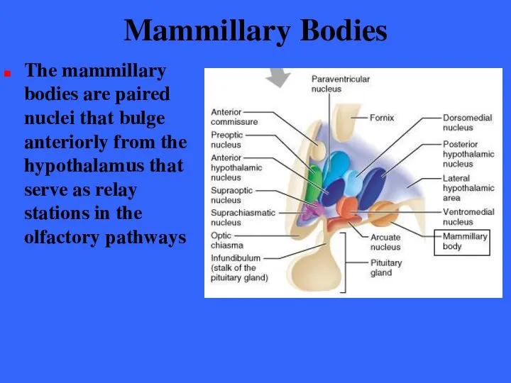 Mammillary Bodies The mammillary bodies are paired nuclei that bulge anteriorly