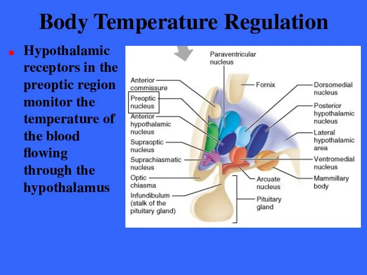 Body Temperature Regulation Hypothalamic receptors in the preoptic region monitor the