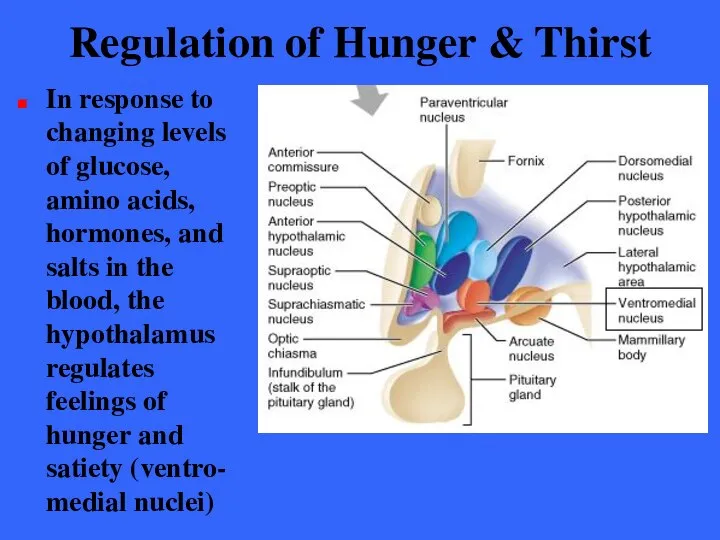 Regulation of Hunger & Thirst In response to changing levels of