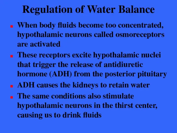 Regulation of Water Balance When body fluids become too concentrated, hypothalamic