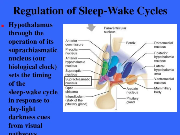 Regulation of Sleep-Wake Cycles Hypothalamus through the operation of its suprachiasmatic