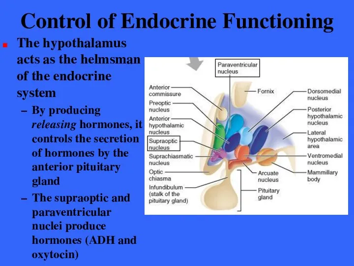 Control of Endocrine Functioning The hypothalamus acts as the helmsman of