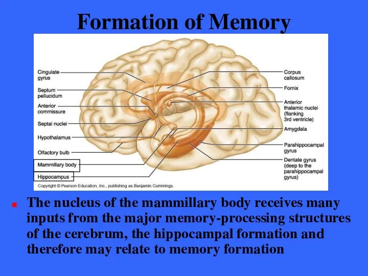 Formation of Memory The nucleus of the mammillary body receives many
