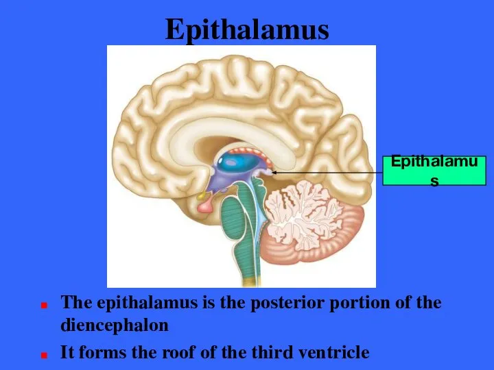 Epithalamus The epithalamus is the posterior portion of the diencephalon It