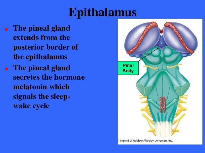 Epithalamus The pineal gland extends from the posterior border of the