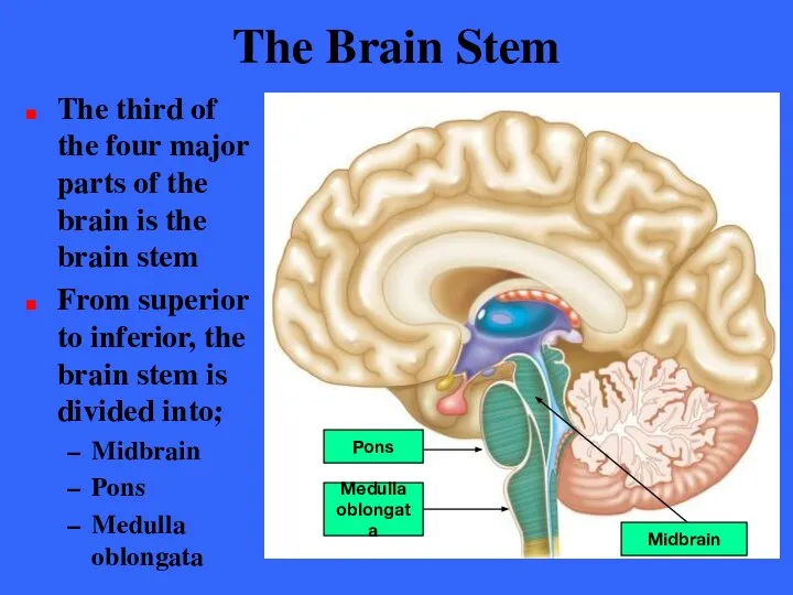 The Brain Stem The third of the four major parts of