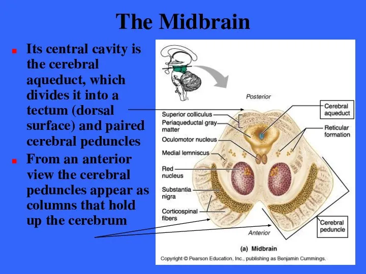 The Midbrain Its central cavity is the cerebral aqueduct, which divides