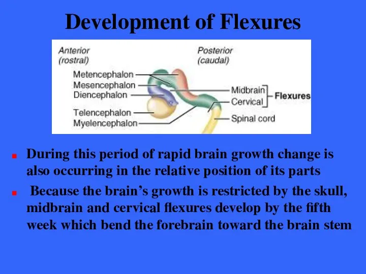 Development of Flexures During this period of rapid brain growth change