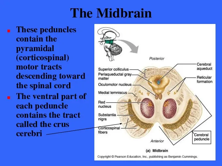 The Midbrain These peduncles contain the pyramidal (corticospinal) motor tracts descending