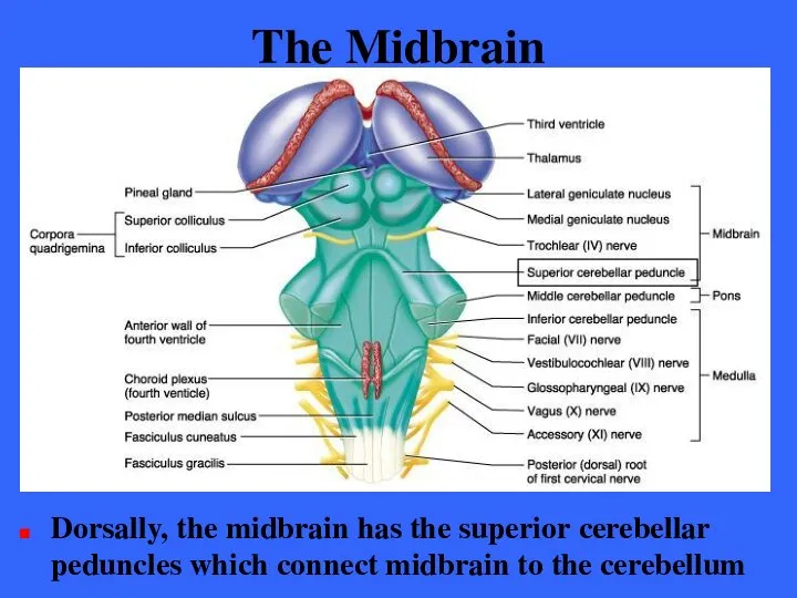 The Midbrain Dorsally, the midbrain has the superior cerebellar peduncles which connect midbrain to the cerebellum